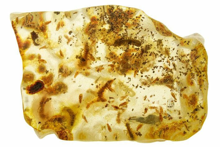 Polished Colombian Copal ( g) - Contains Several Millipedes! #355421